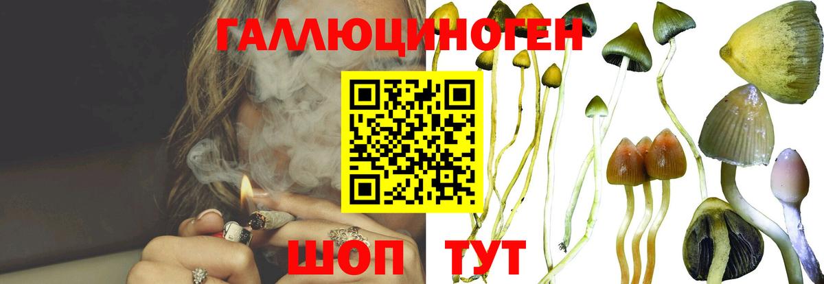 Галлюциногенные грибы Psilocybine cubensis Сокол